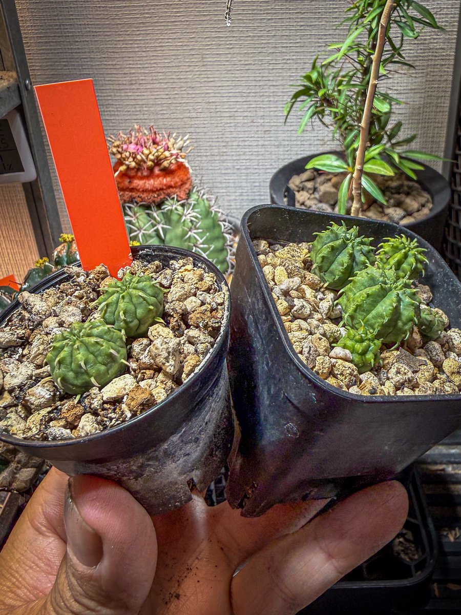 Plants ate Michael@3Dプリンター鉢作家 tweet media