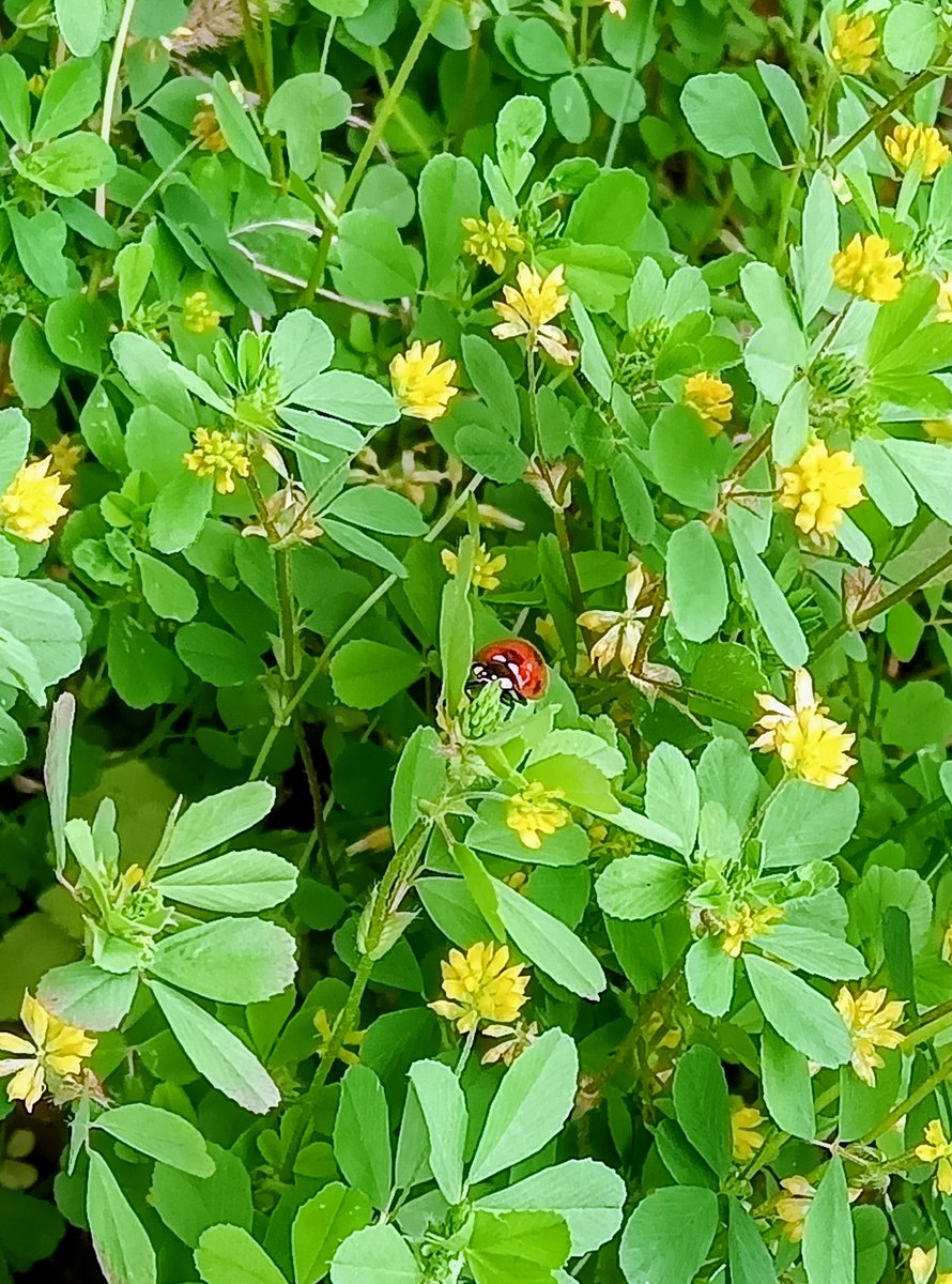 sumisakijb's tweet photo. 映える〜🐞 https://t.co/ttD7n1z216
