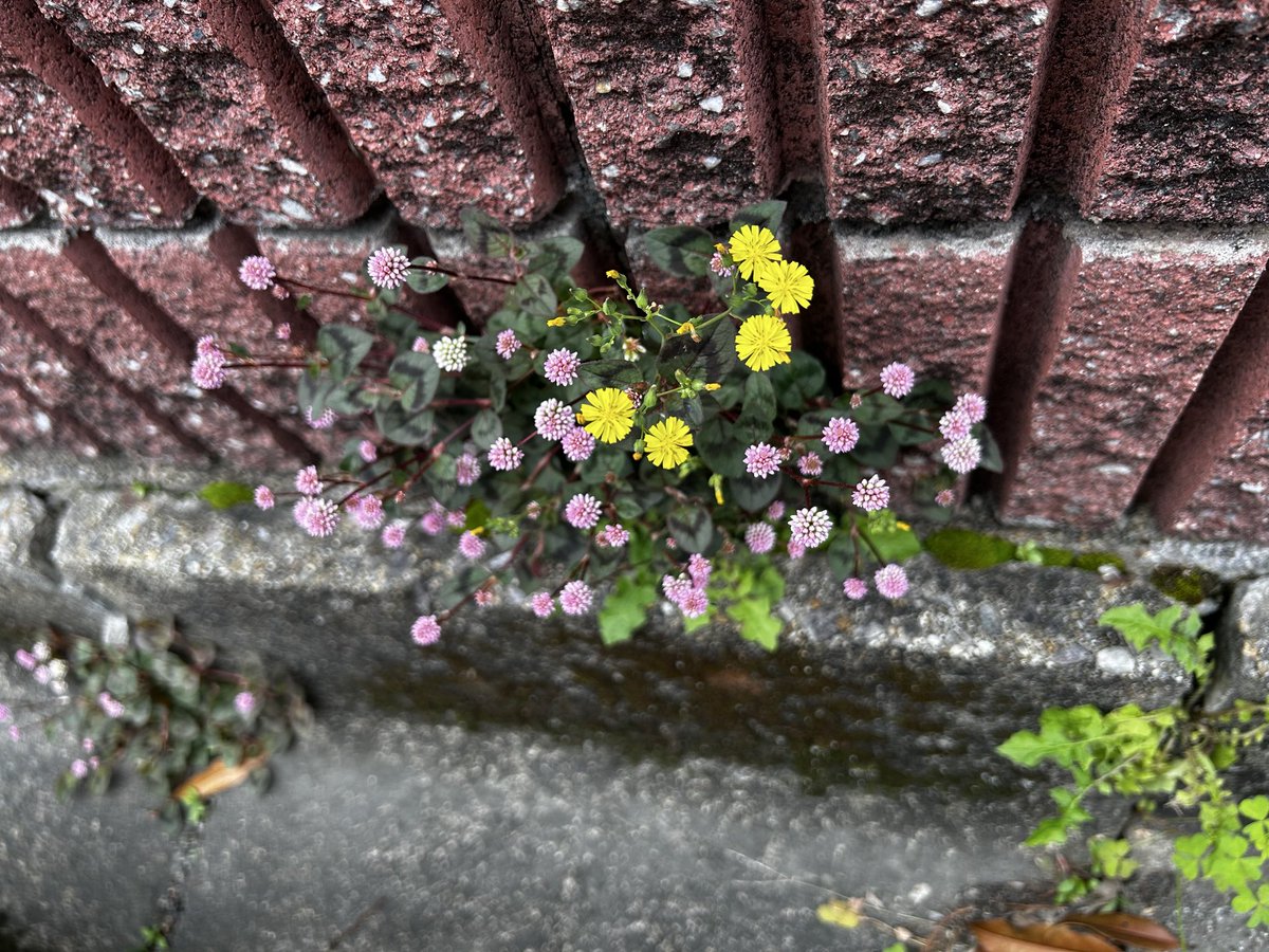 よっち tweet media