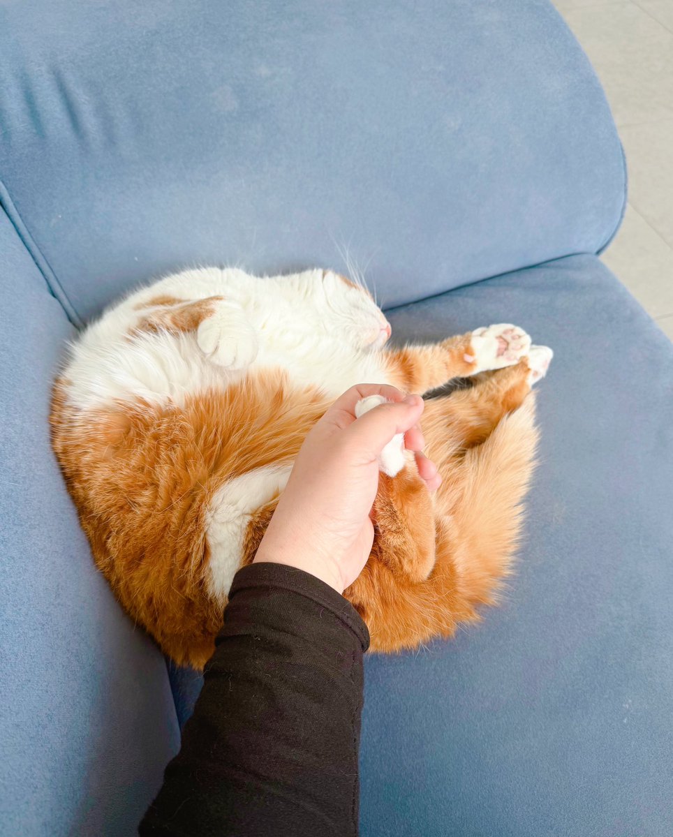 페르 혹은 무님 tweet media