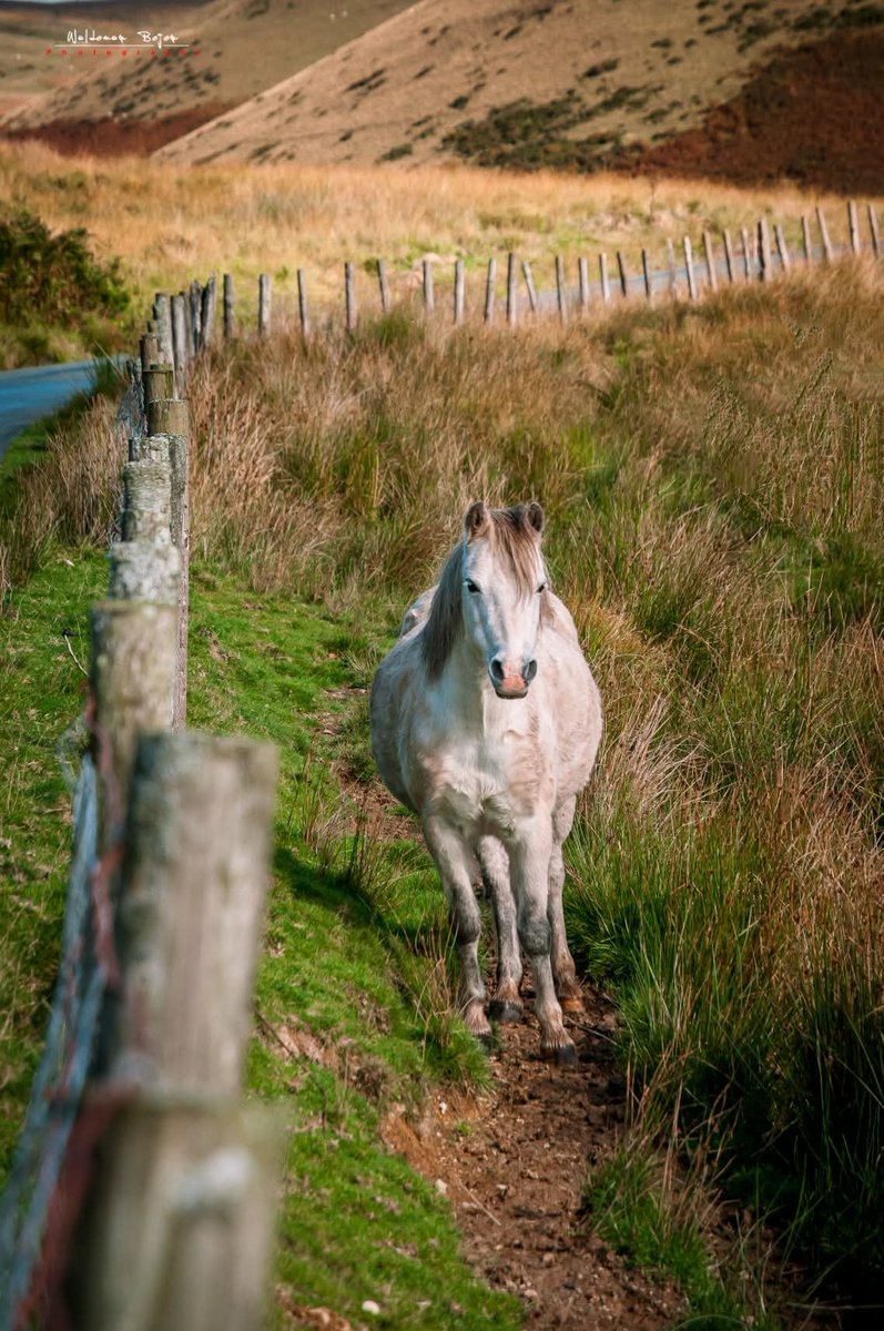 BejerWaldemar's tweet image. Alone on the Path 📷🏴󠁧󠁢󠁷󠁬󠁳󠁿🐎 

#Nikon #Photography
