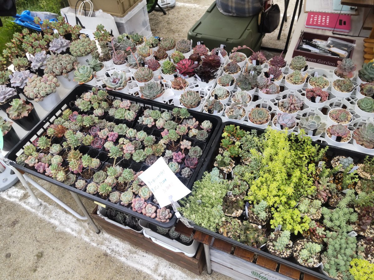nakapapa2's tweet photo. いなざわ植木まつり29日(水)マルシェ出店中です。
多肉植物、ハンドメイド木工鉢、リメイク鉢などを販売しています。
ご来店をお待ちしています。
#BOOW
#多肉植物
#手作り木工鉢
#ハンドメイド
#リメイク鉢
#いなざわ植木まつり
#国府宮 https://t.co/4xGZcqKEPQ