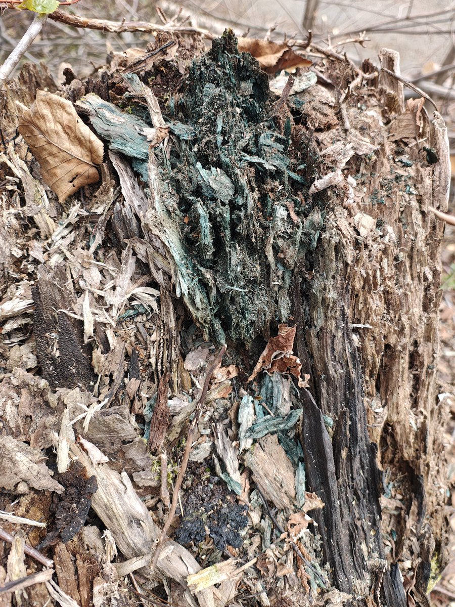 山河童 tweet media