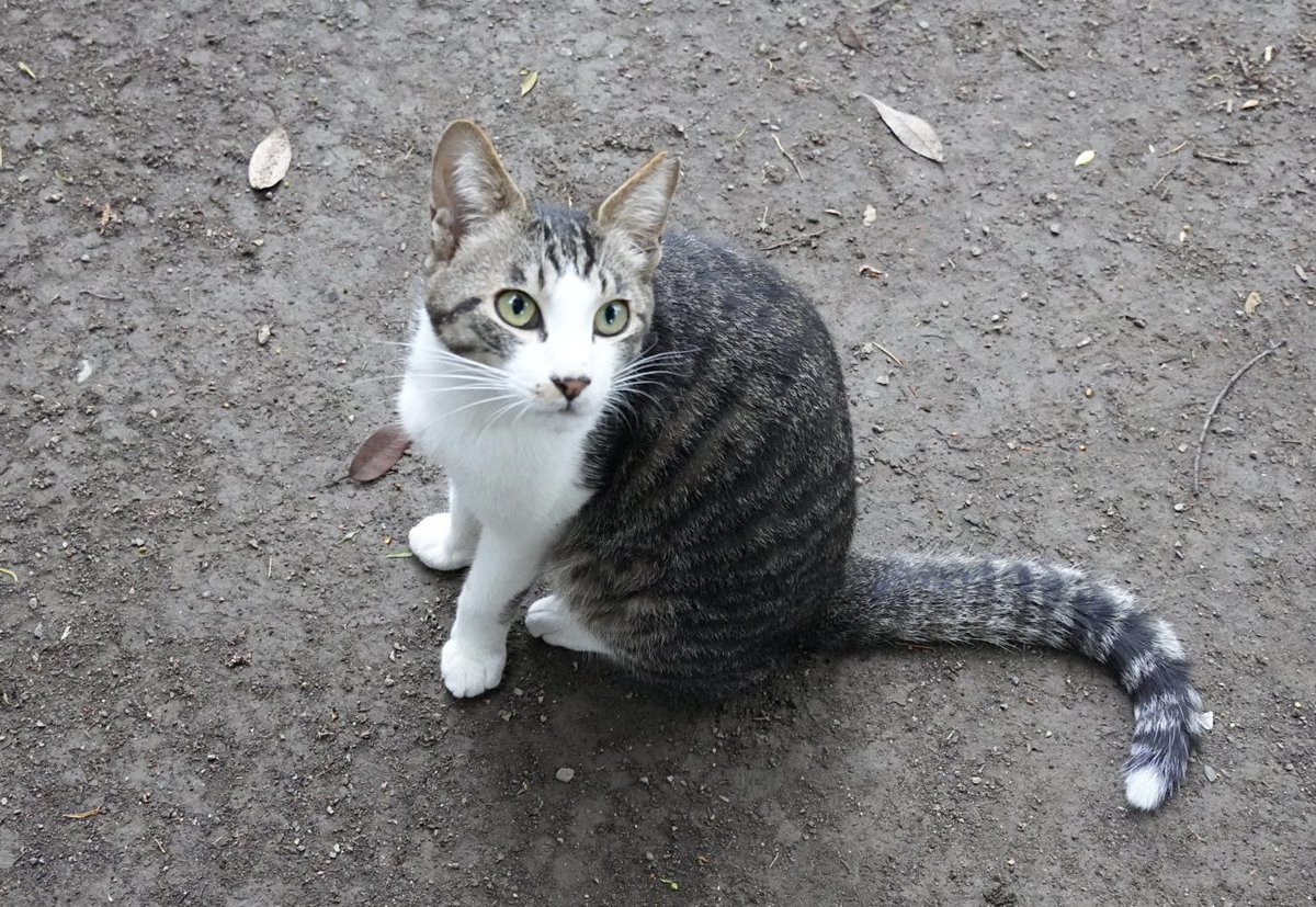 ほのぼのトロ tweet media