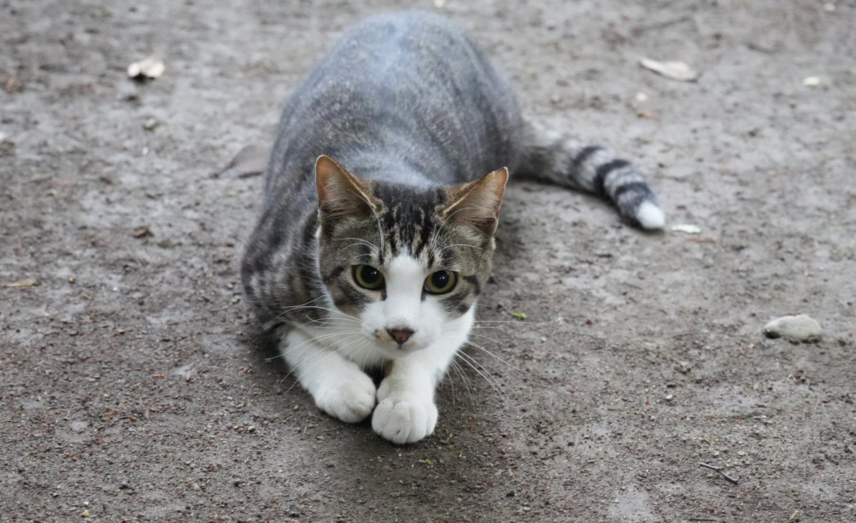 ほのぼのトロ tweet media