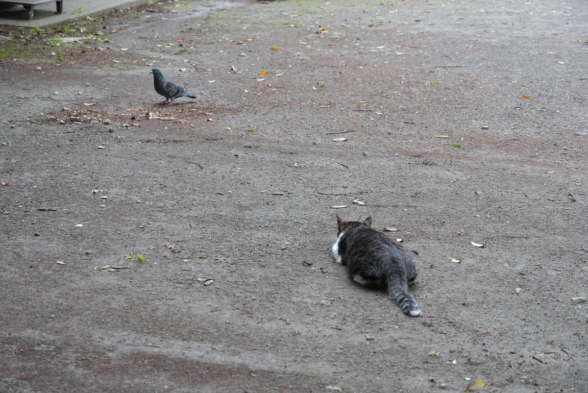 ほのぼのトロ tweet media