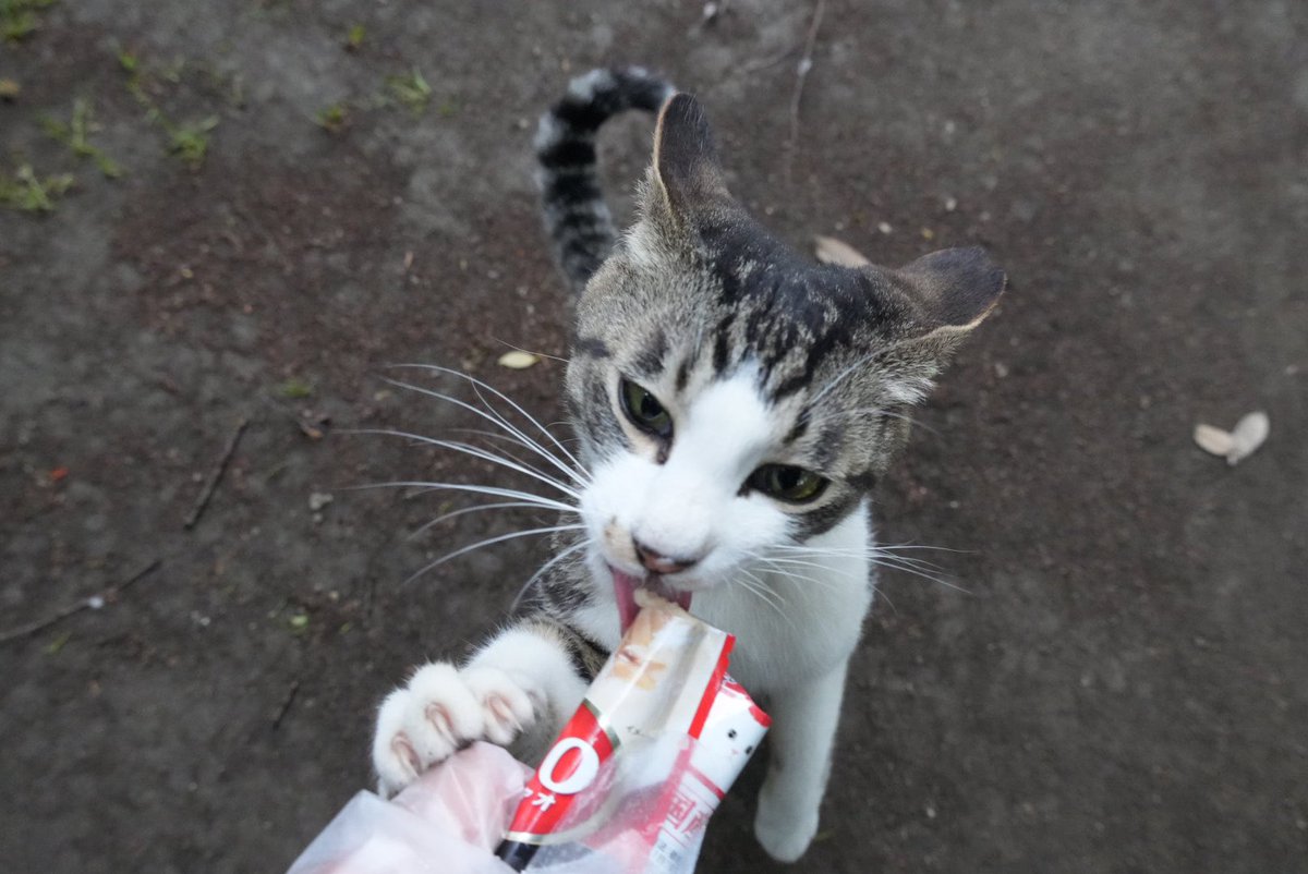 ほのぼのトロ tweet media