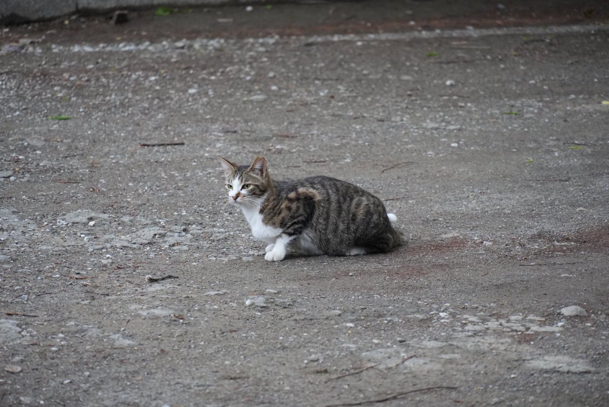 ほのぼのトロ tweet media