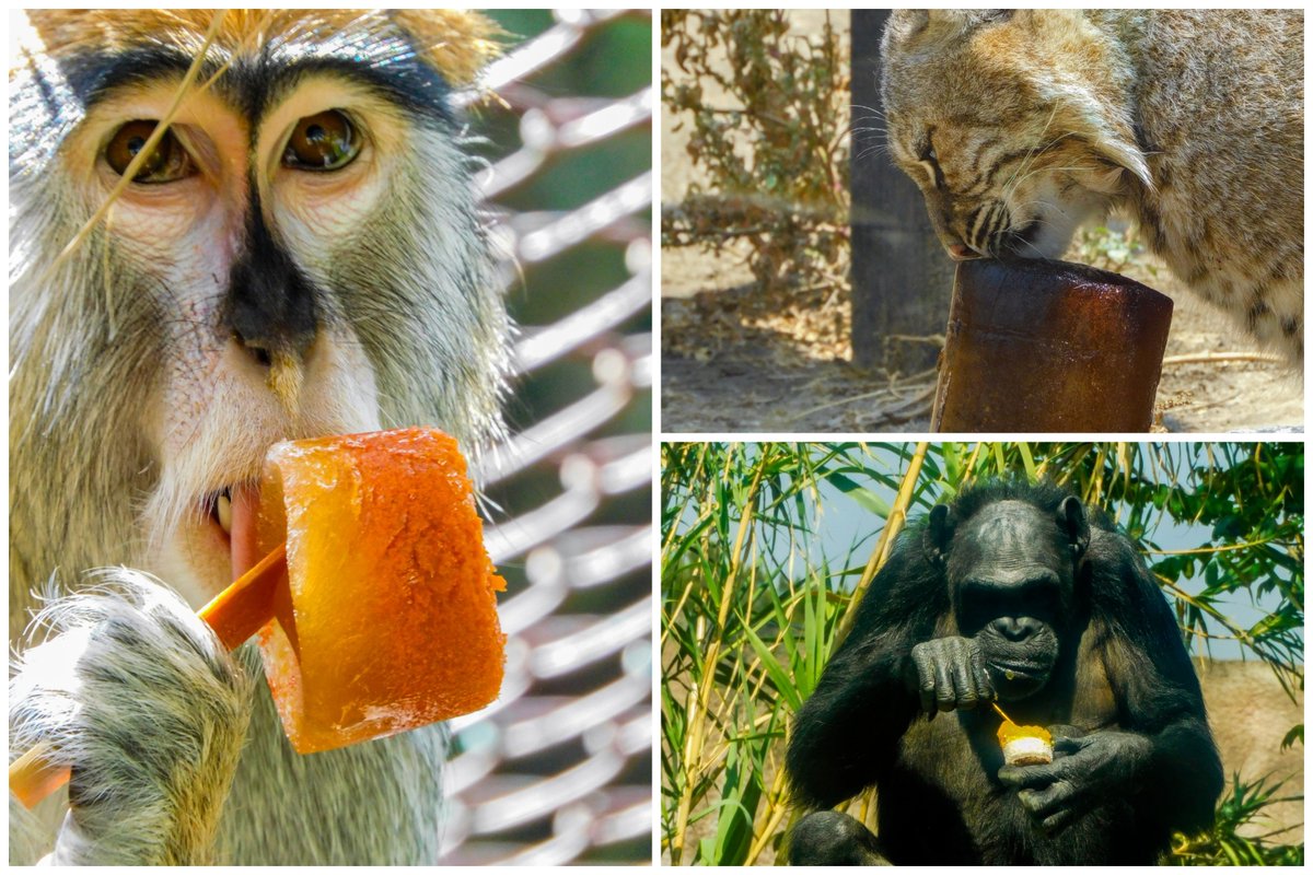 24_morelos's tweet photo. LOS ANIMALITOS TAMBIÉN DEBEN REFRESCARSE
En plena ola de calor, los animalitos que viven en los Centros de Conservación de la Vida Silvestre de la #CDMX se refrescan con hielos y #paletas, así lo dio a conocer la Secretaría del #MedioAmbiente.