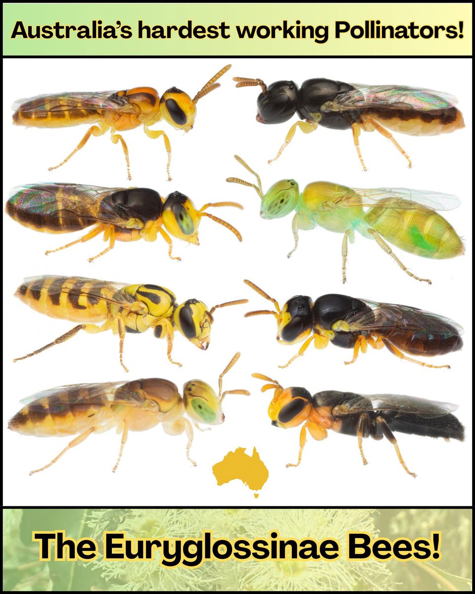 nvolpewild's tweet photo. The TINY 5 MILLIMETRE LONG BEES Powering Giant Eucalyptus Trees! 🐝🌳
Australia's best superheroes are these Euryglossinae bees! ⭐
This special family is only found in Australia where over 400 species are pollinating Eucalyptus trees every single day! 👊🌼 https://t.co/tLC1zZcxjS
