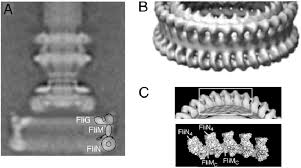trashcanforbs's tweet photo. @Sinner_D @sciencegirl Here's electron microscope image of it. As you already implied, there has to be a designer, such intelligently complex structures cannot appear by chance. https://t.co/oo70tbwq46