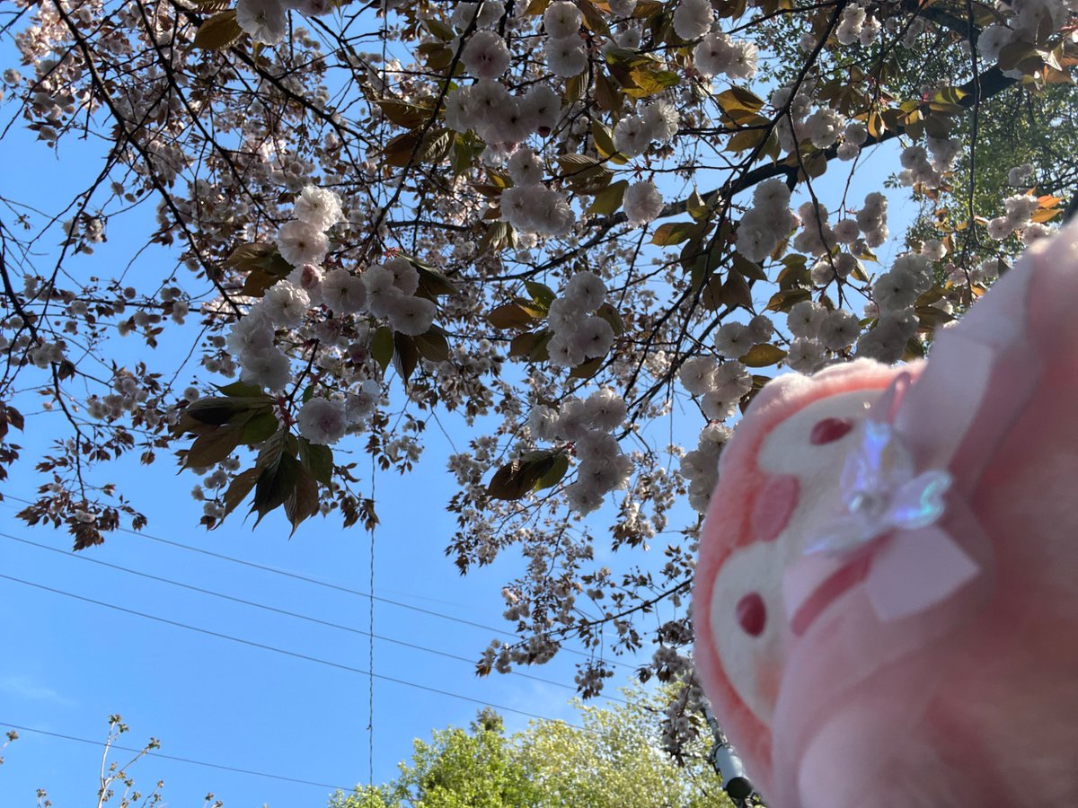 おはようございます☀️
桜が散ってもう会えないと思って寂しかったけど、ふわふわ八重桜と出会って嬉しくなったコウペンちゃんです🌸