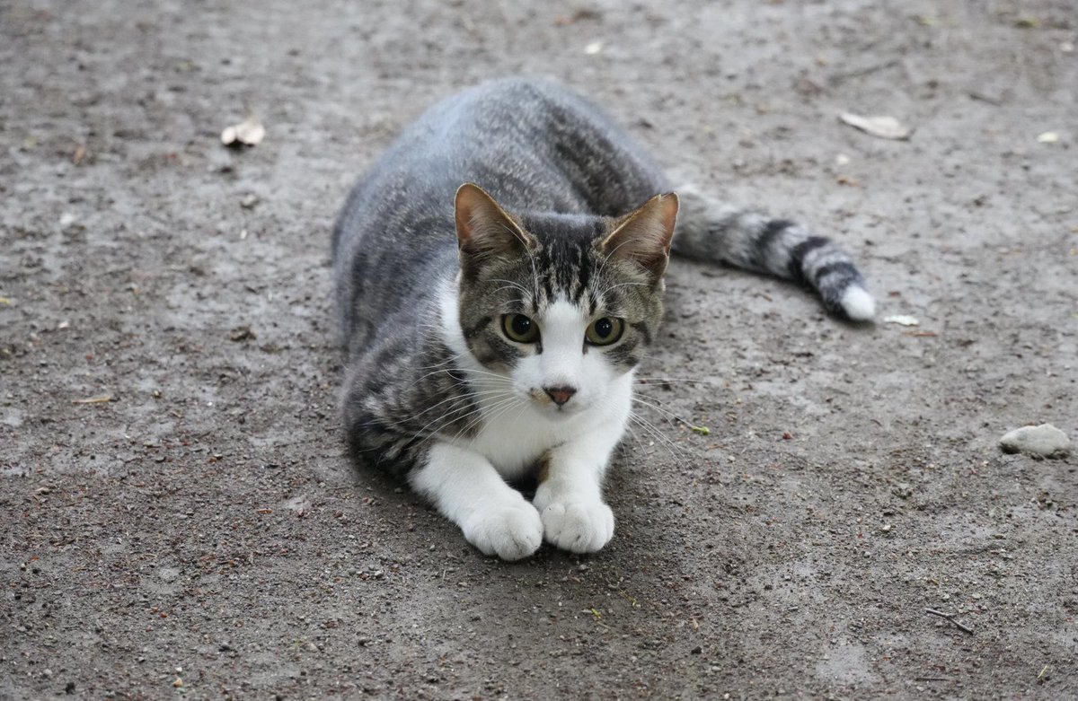 ほのぼのトロ tweet media