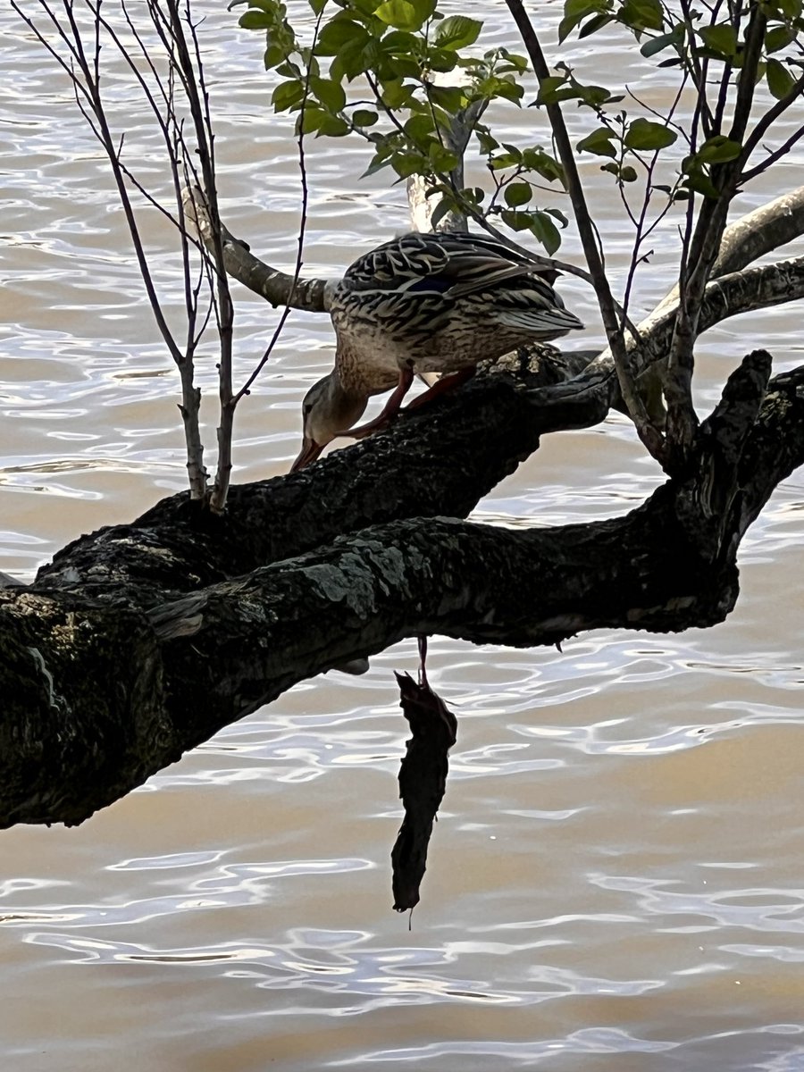 Kingfirst tweet media