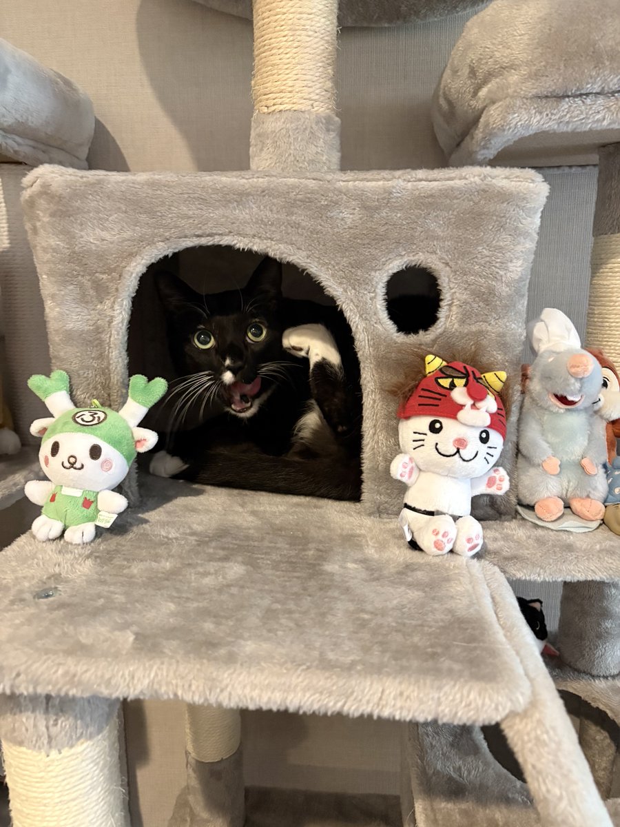 藤 あや子🐾 tweet media