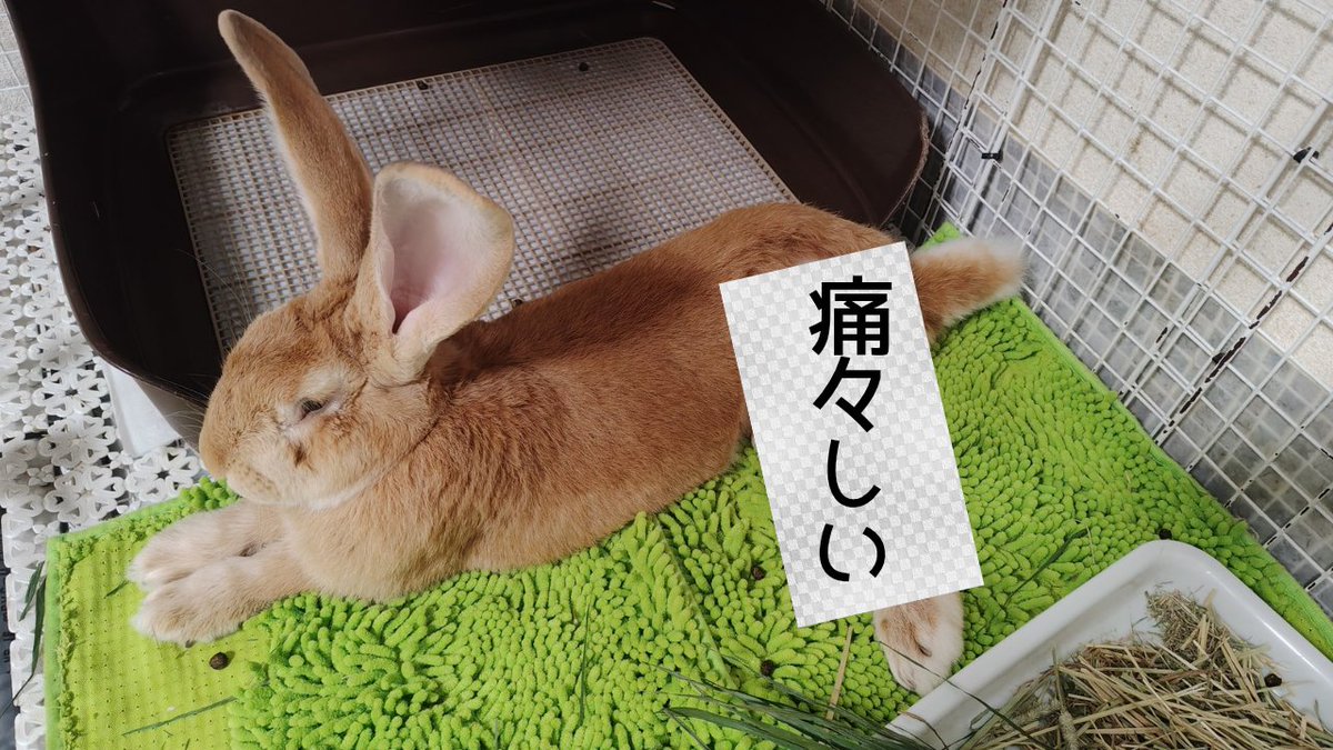 うたた【うさぎ・レジン作家】 tweet media