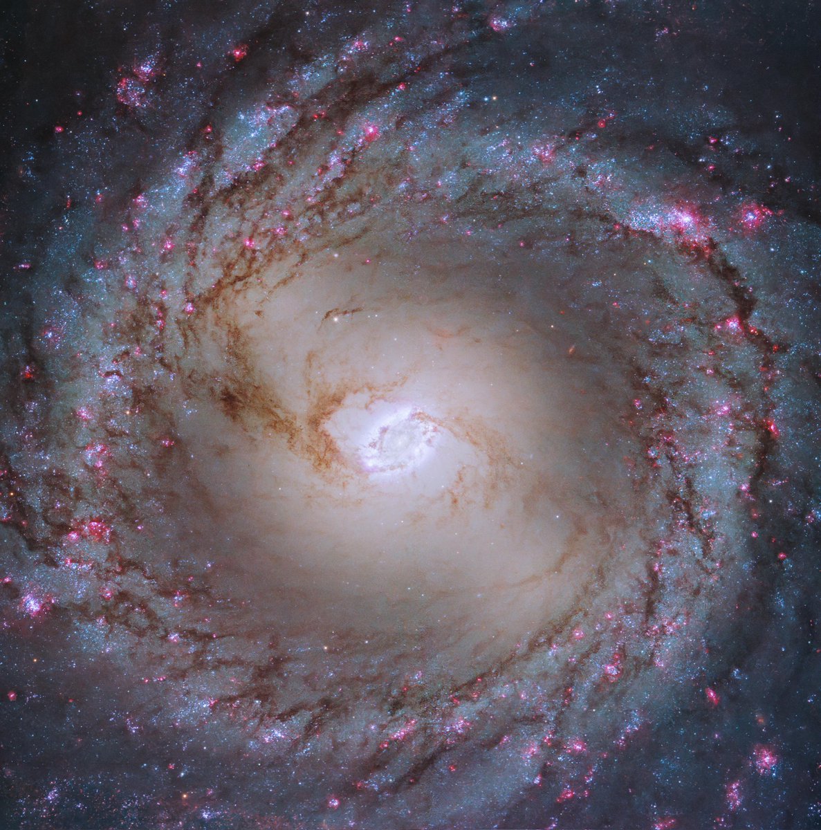 maiz_julio's tweet image. M95 Barred spiral galaxy in Lion constellation by Hybble telescope #NASA science.nasa.gov/mission/hubble…