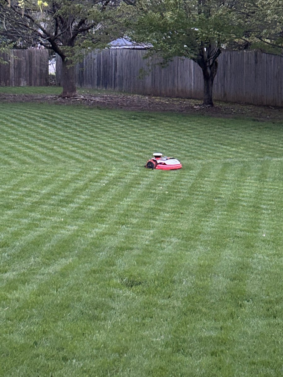 Simonsez0420's tweet photo. Here is what a #marvin yard looks like, sans three inches of rain the night prior.
#kress https://t.co/ZDuoec7VVs