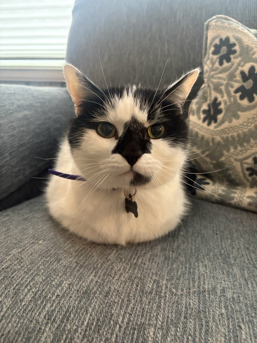 emily bengaltiger 🐈‍⬛ ⚾️ tweet media