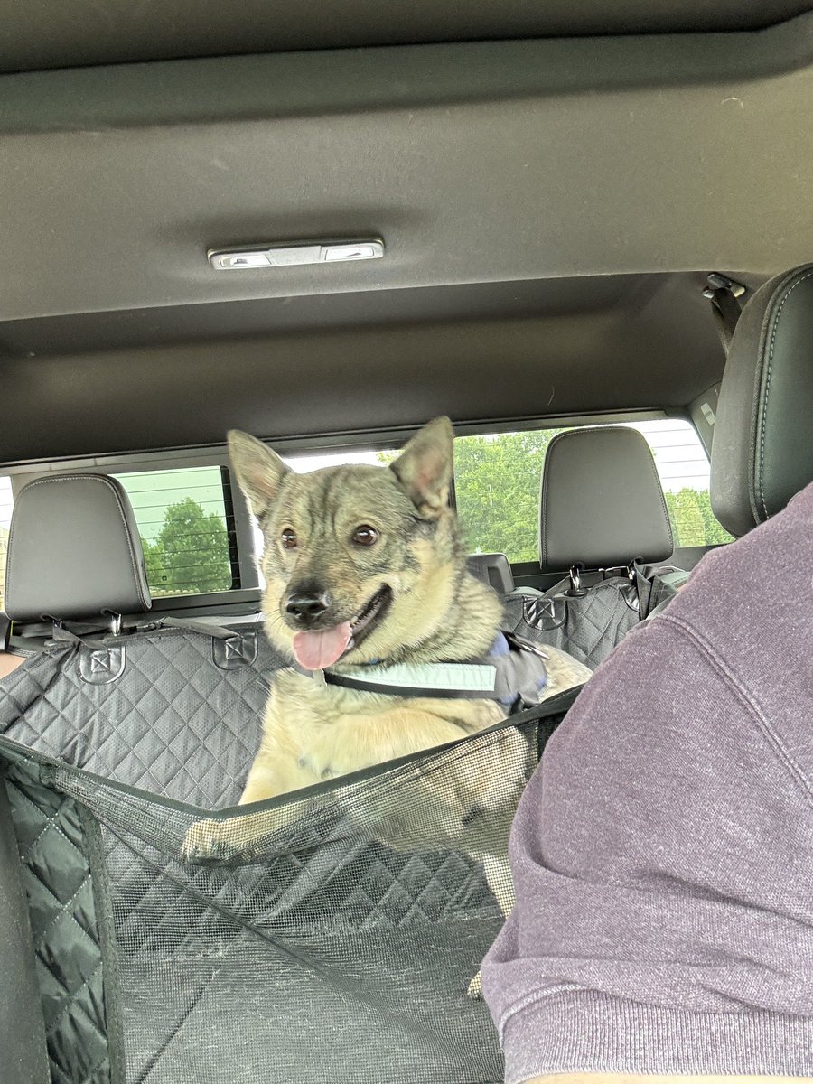 bauerfett's tweet photo. @TrevDon Corgi since I already have a Vallhund. https://t.co/Td3u0tSWqs