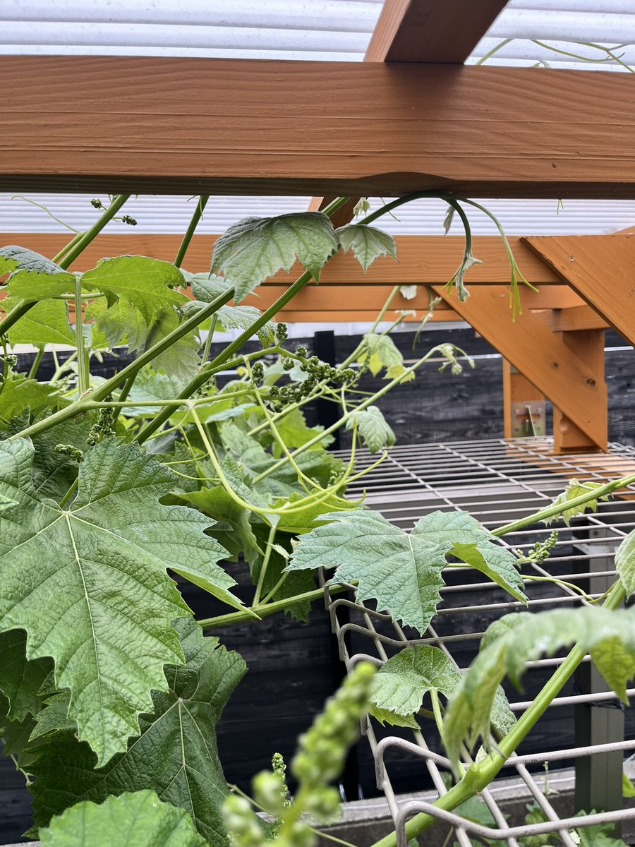 こむぎパパ tweet media