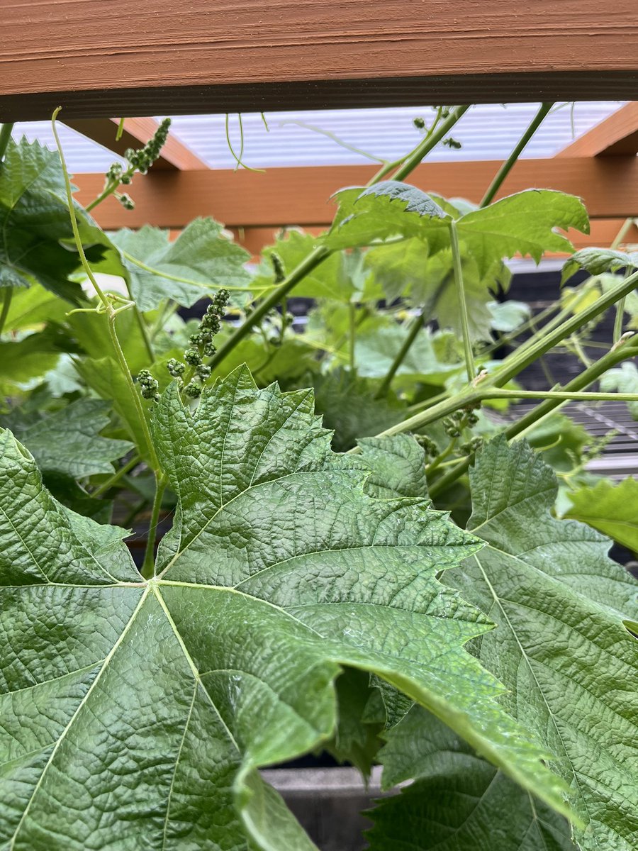 こむぎパパ tweet media