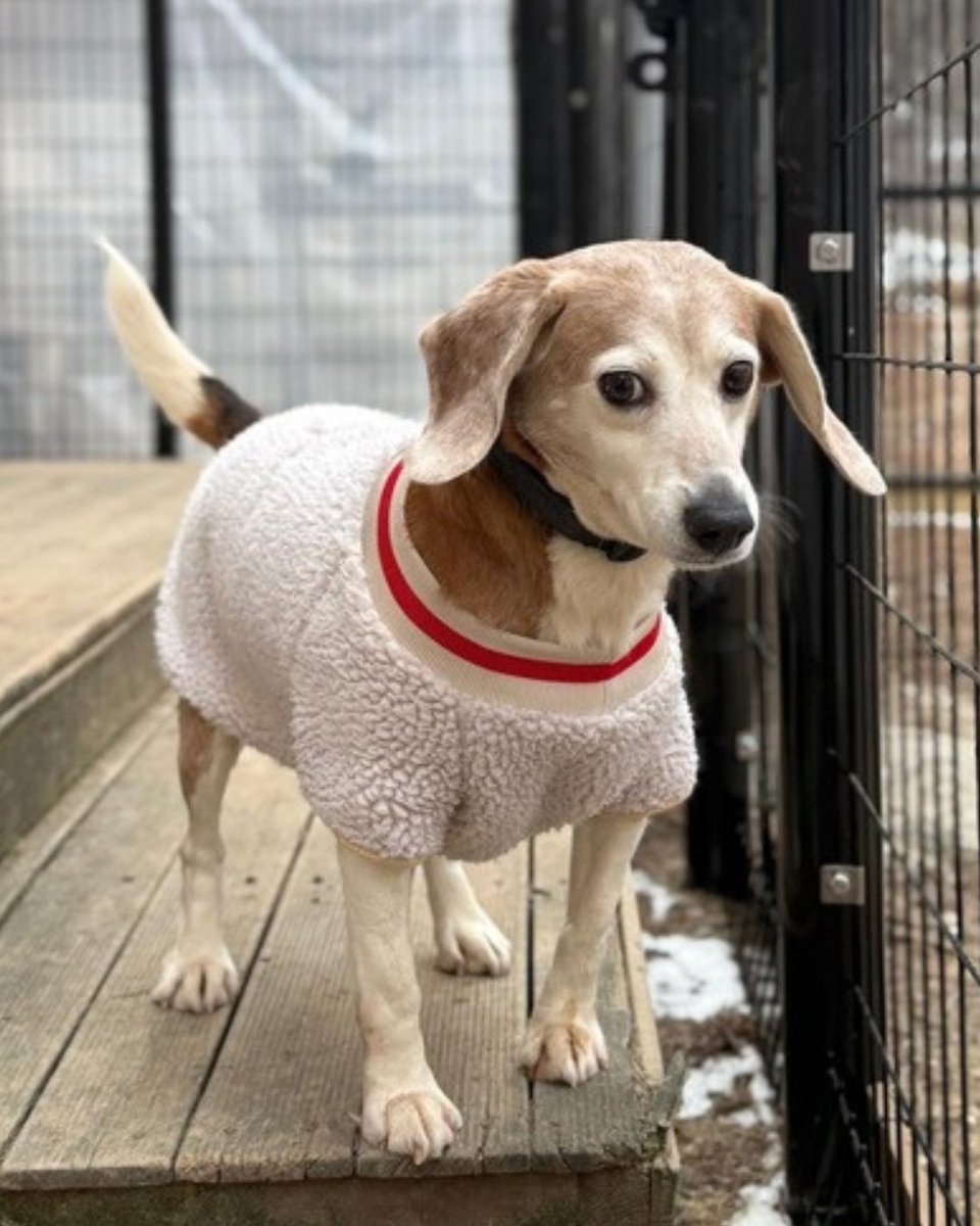 Beagle Freedom Project tweet media