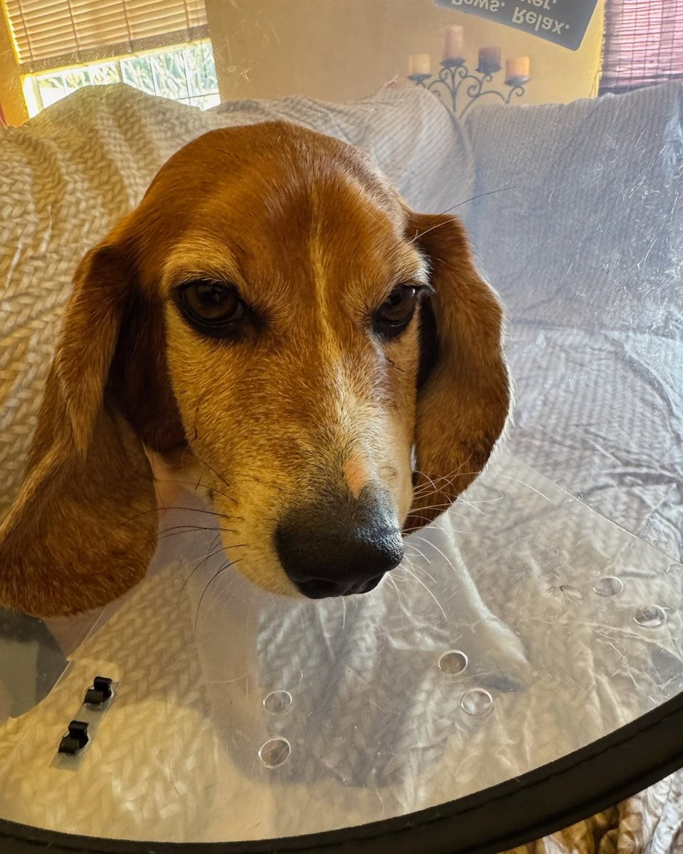 Beagle Freedom Project tweet media