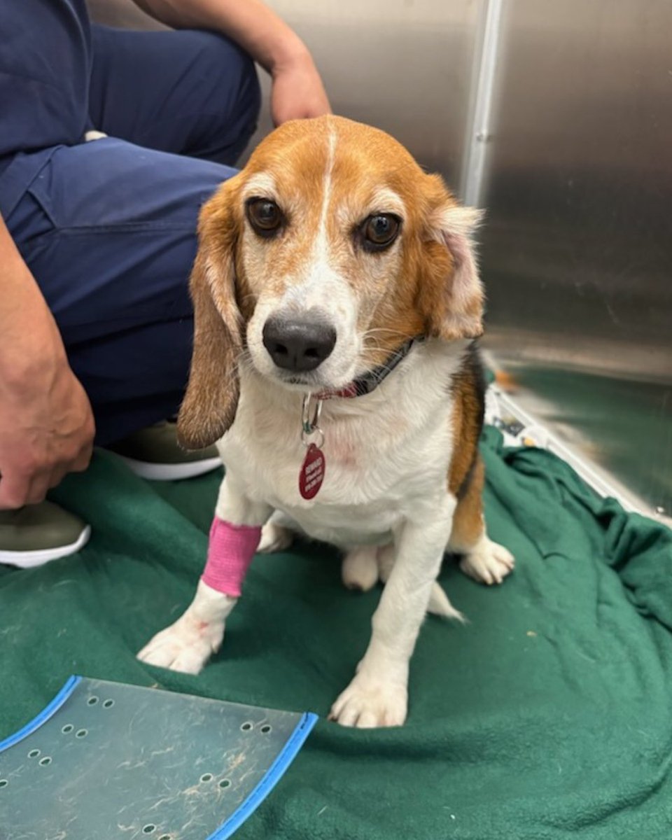 Beagle Freedom Project tweet media