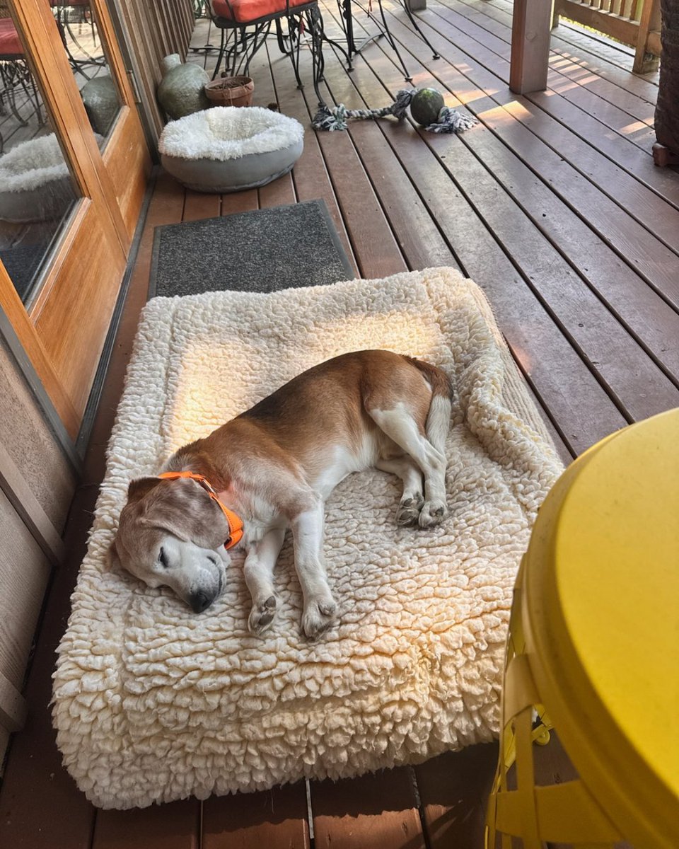 Beagle Freedom Project tweet media