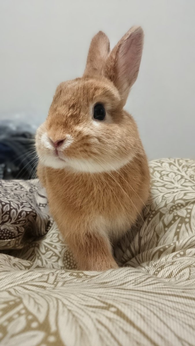 ashzashwash's tweet image. #ウサギの肖像 #myphoto #photography #rabbit