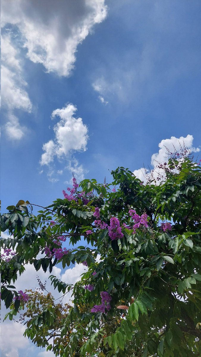 is can dare 🪼 tweet media