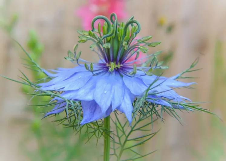 TergelG13607's tweet photo. Өглөөний мэнд. Love-in-a-Mist буюу Манан дундах хайр нэртэй цэцэг 🌺 https://t.co/4uPGVGU4Gm
