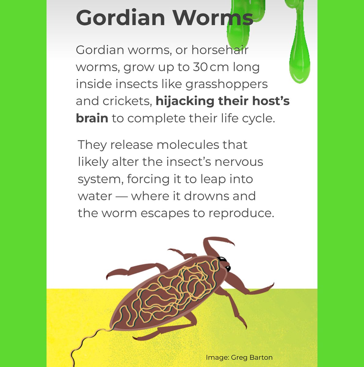 protectusau's tweet photo. Zombie stories really are rooted in reality. Let’s take a look at one of the zombie insects. https://t.co/ZhnguJxfmT