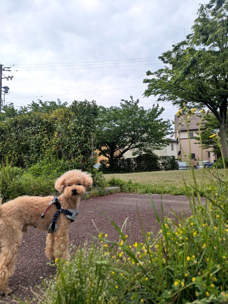 今日もゆっくり公園を満喫してきましたよ🐾　
みなさまも楽しいお休みをお過ごしあれ💕
#トイプードル　#犬好きさんと繋がりたい　#あさんぽ