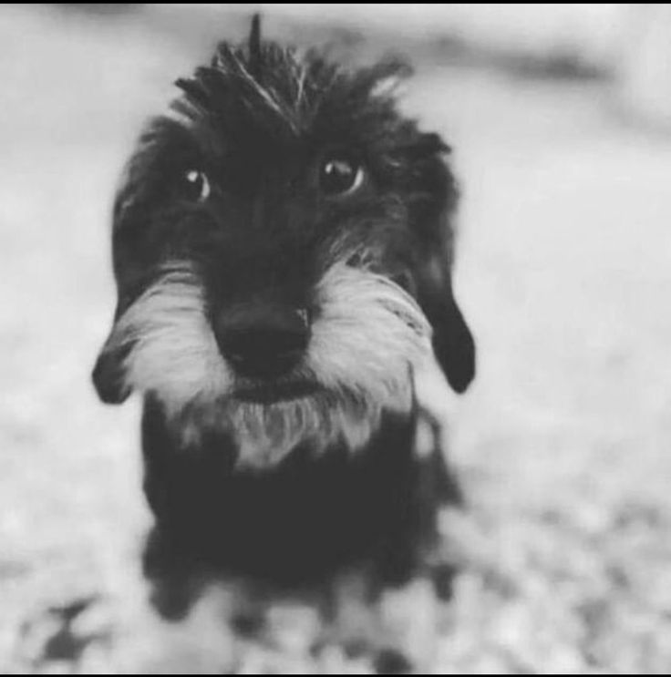 𝒞aju #loatwt 🪭 VAI VER O BTS 31/10 ꒱ ଓ tweet media