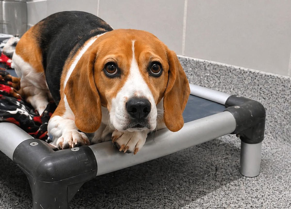 TriBeagles's tweet photo. Help! Our foster beagles are in dire need of comfortable raised beds to lounge on. If you would like to help a beagle out, please click the link to view our wish list:

https://t.co/jJ53Xm7Fwz https://t.co/jWKujy7umU