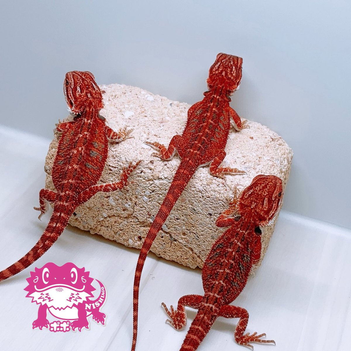 ポポのケージ (@poponocage) / Posts / X