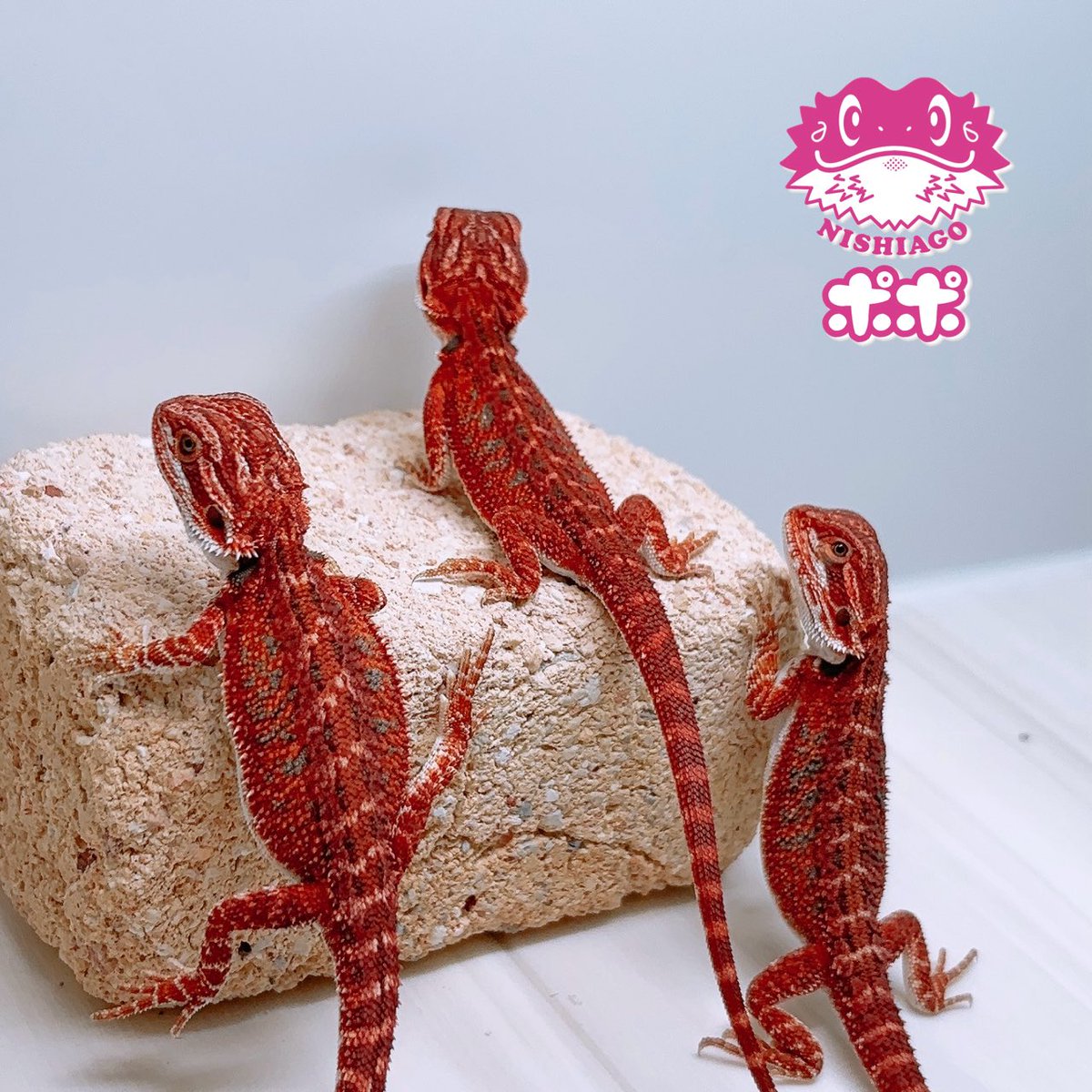 成長が楽しみです🤩🦎✨

《イベント出展予定》
5/9•10 京都 ジャパンレプタイルズショー
5/24 大阪 心斎橋 近畿レプタイルズマーケット
5/30•31 博多 九州爬虫類フェス

#ポポのフトアゴ
#フトアゴヒゲトカゲ
#西アゴ
