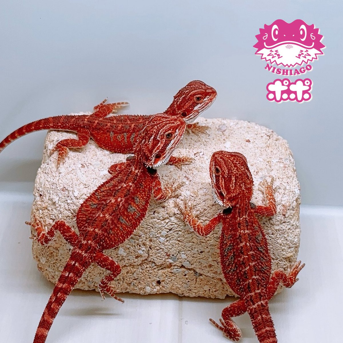 ポポのケージ (@poponocage) / Posts / X