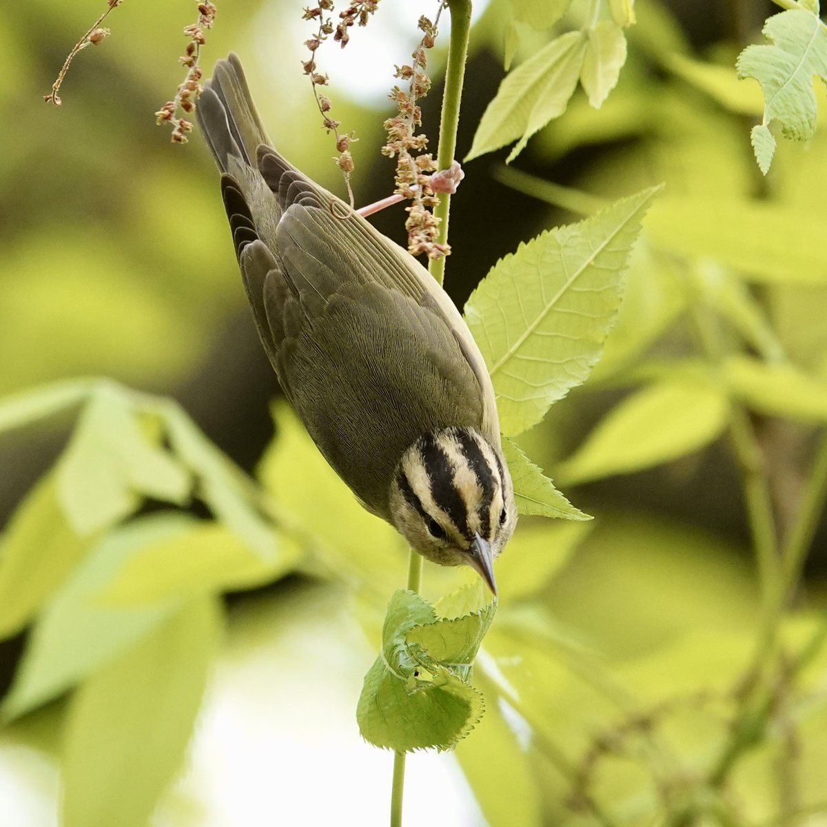 gigpalileo's tweet image. Worm -eating Warbler
Today in the Ramble @CentralParkNYC 
#birdcpp
#birdwatching 
#birding