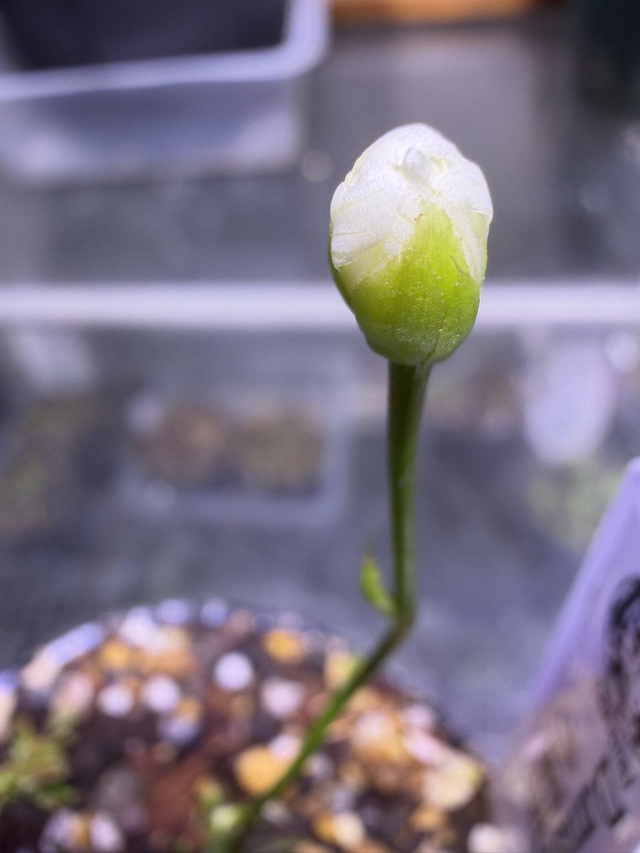 Pan-nu@食虫植物楽しいよ tweet media