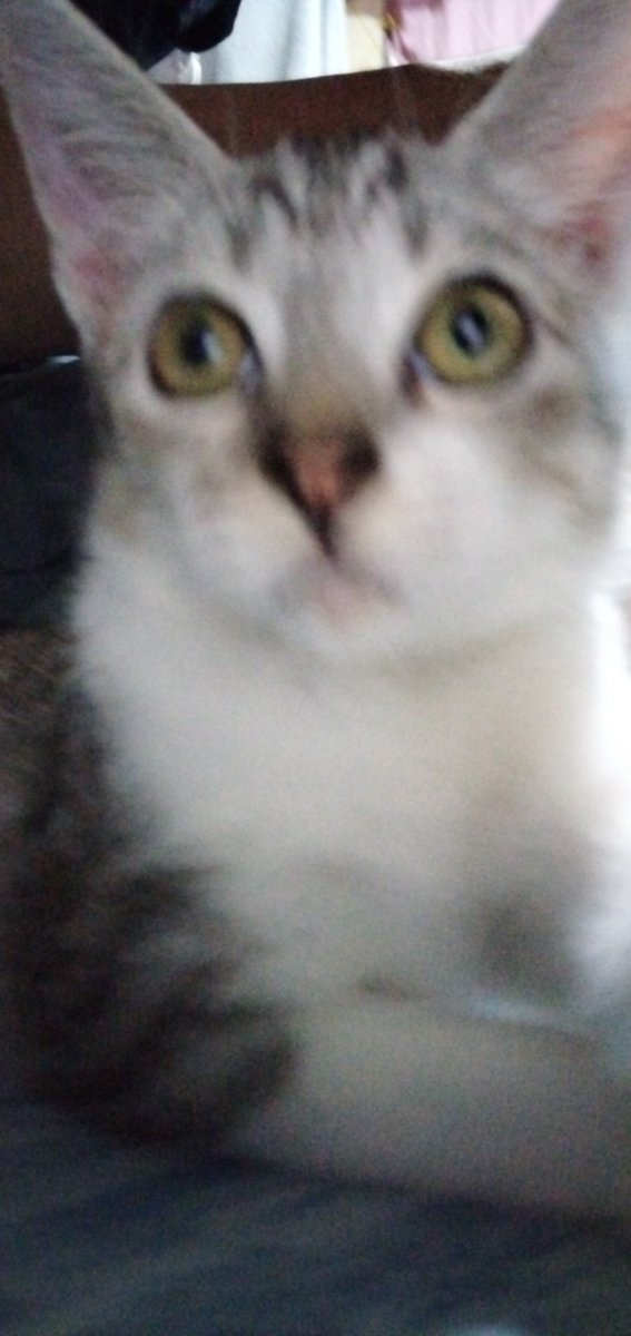 RznYk's tweet photo. @CrystalStance Hi... commission me so i can buy my cat a week worth of food https://t.co/KnydaxwWk1