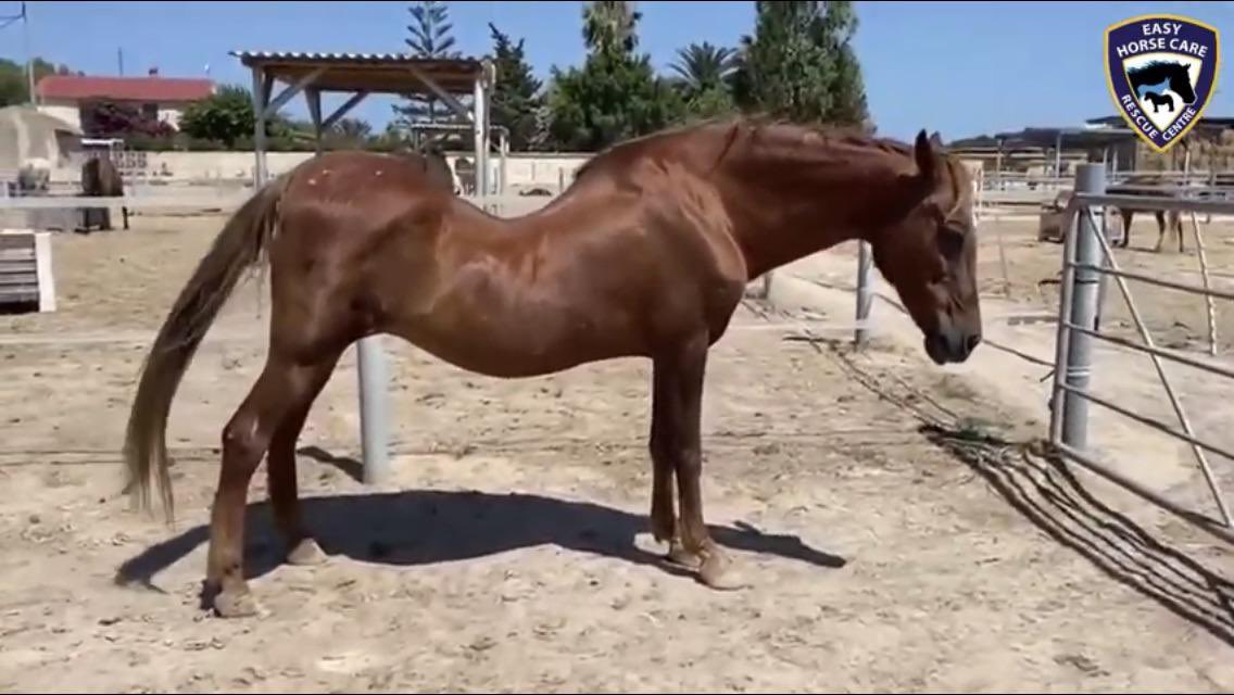 El caballo