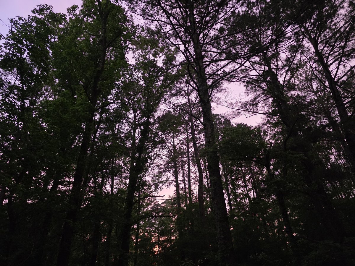 fromthefrost36's tweet image. Sky looks pink tonight 🩷☁️🌆
#Arkansas
