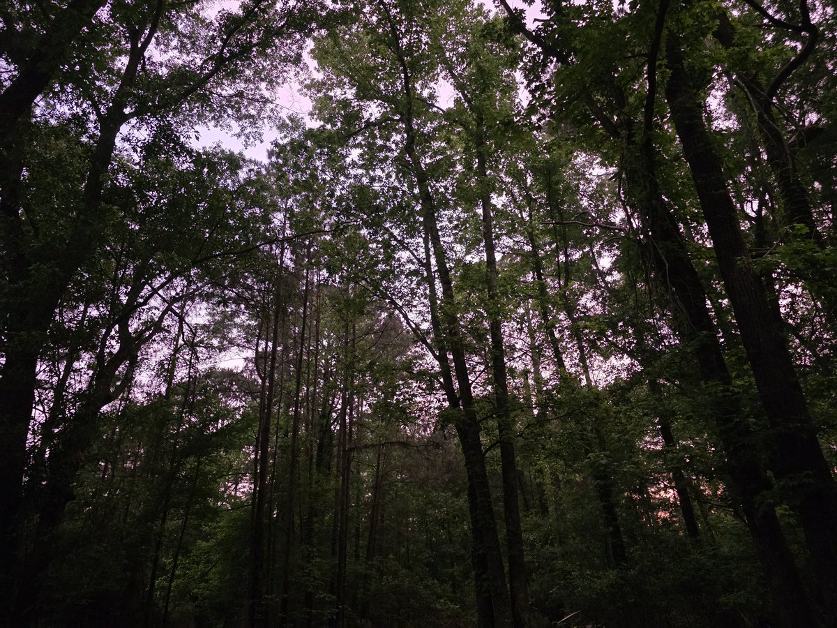 fromthefrost36's tweet image. Sky looks pink tonight 🩷☁️🌆
#Arkansas