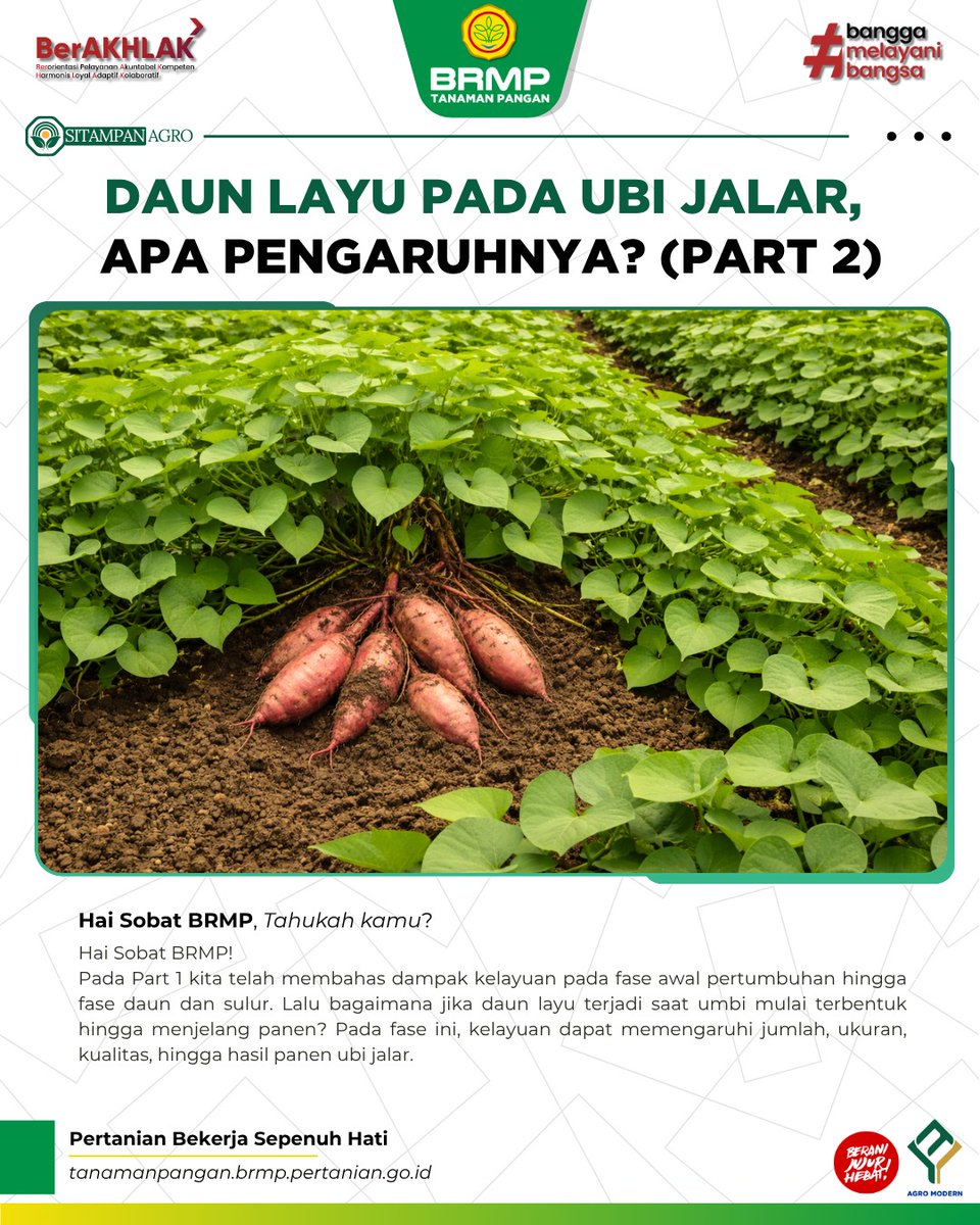 brmptanpangan's tweet image. Pada Part 1 kita telah membahas dampak kelayuan pada fase awal pertumbuhan hingga fase daun dan sulur. Lalu bagaimana jika daun layu terjadi saat umbi mulai terbentuk hingga menjelang panen.

#AgroModern #BRMP #BRMPKementan #Kementan
#PertanianMaju #BRMPTanamanPangan