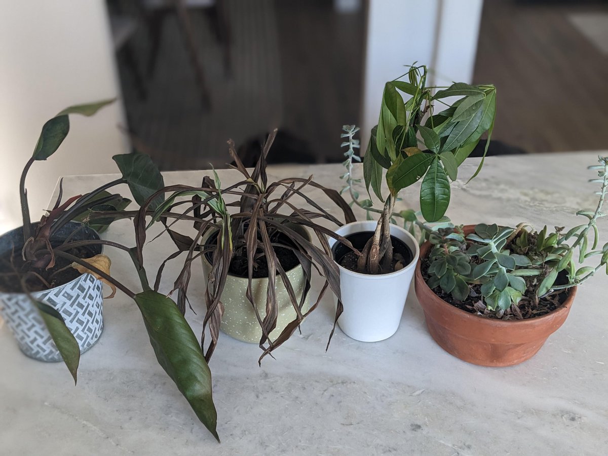 nimcdow's tweet photo. @Rainmaker1973 Meanwhile, all the plants in my house... https://t.co/gqVaJMtgxK