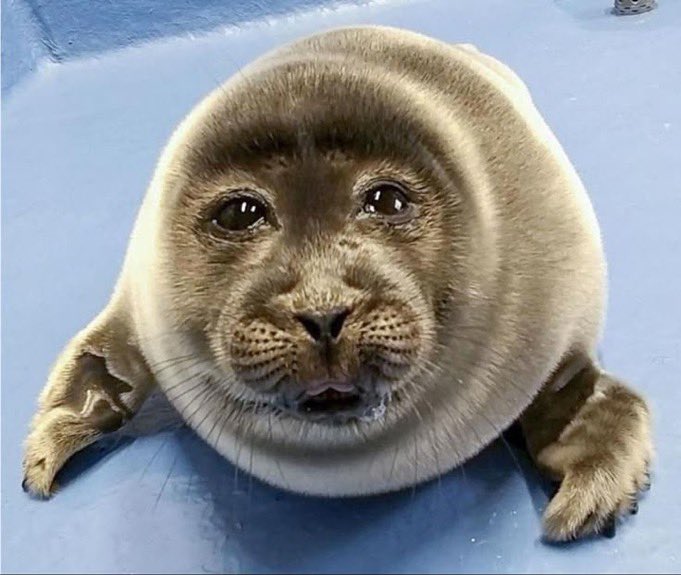 joyrene 🐇 tweet media