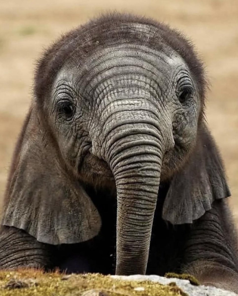 AnimalGeoLife's tweet photo. Baby elephants are so cute 🥰🐘♥️ https://t.co/0u5dGDsS4o